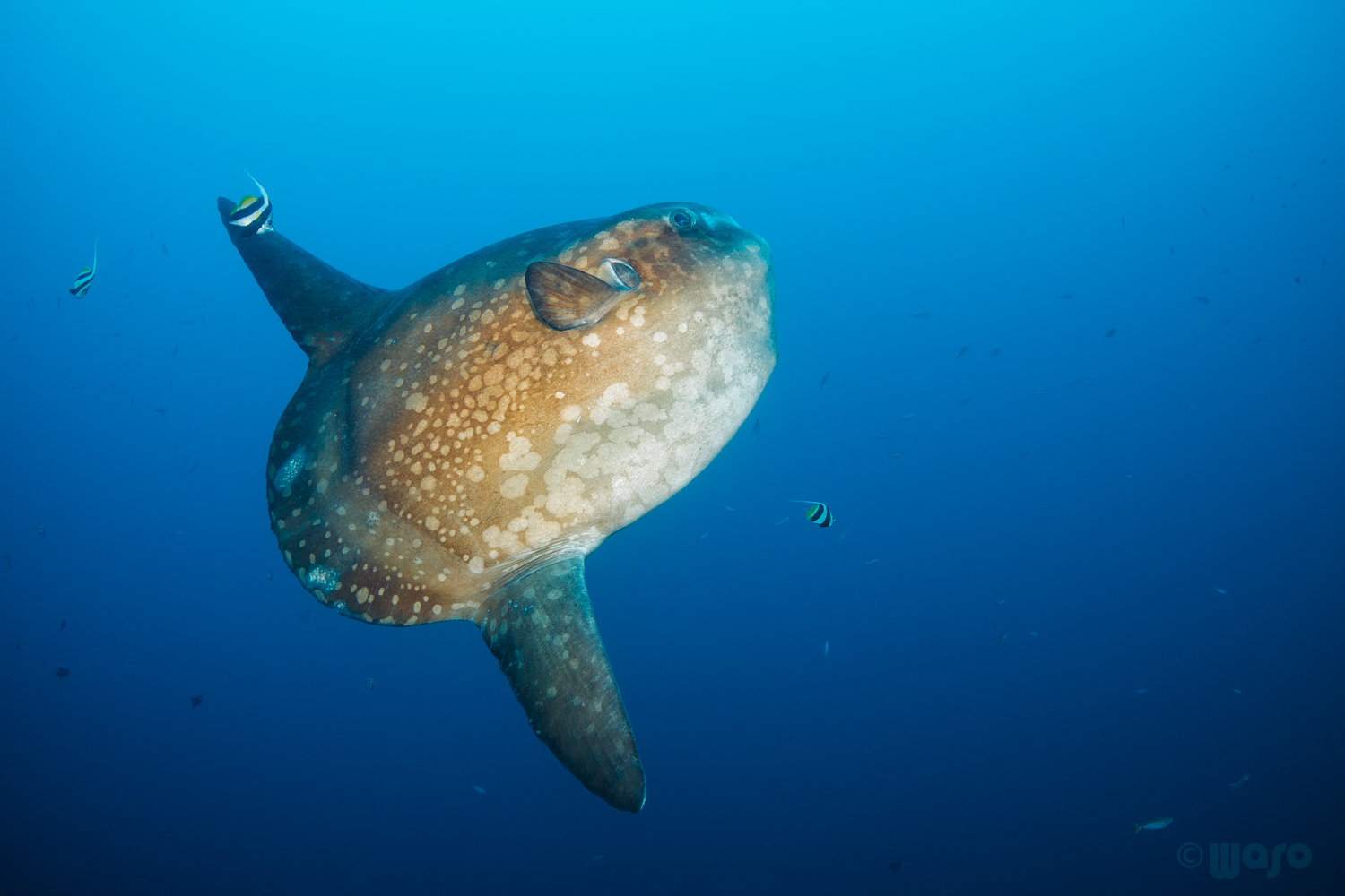 Mola mola – klassisch