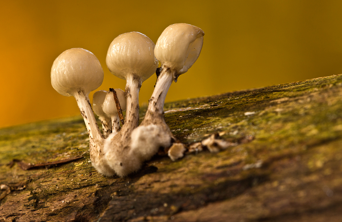 In Holzkeulen-Nähe.......