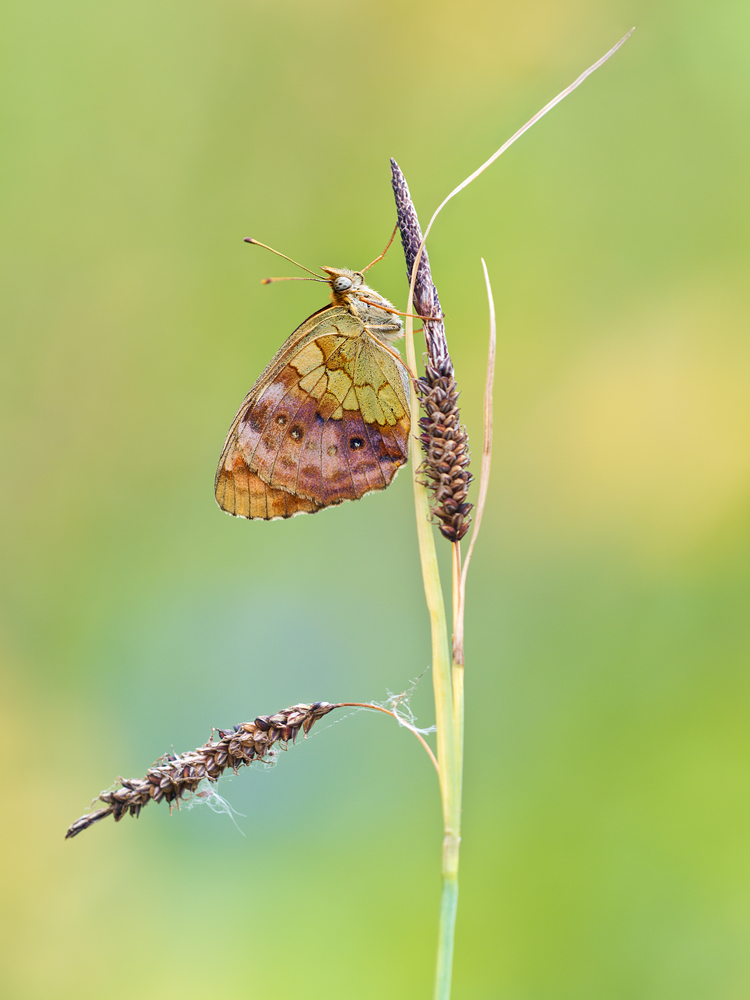 ein Brombeer Perlmuttfalter