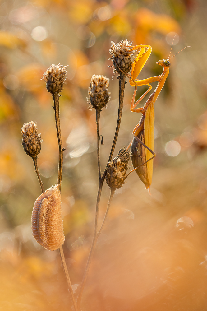 ~ Herbst-Mantis ~