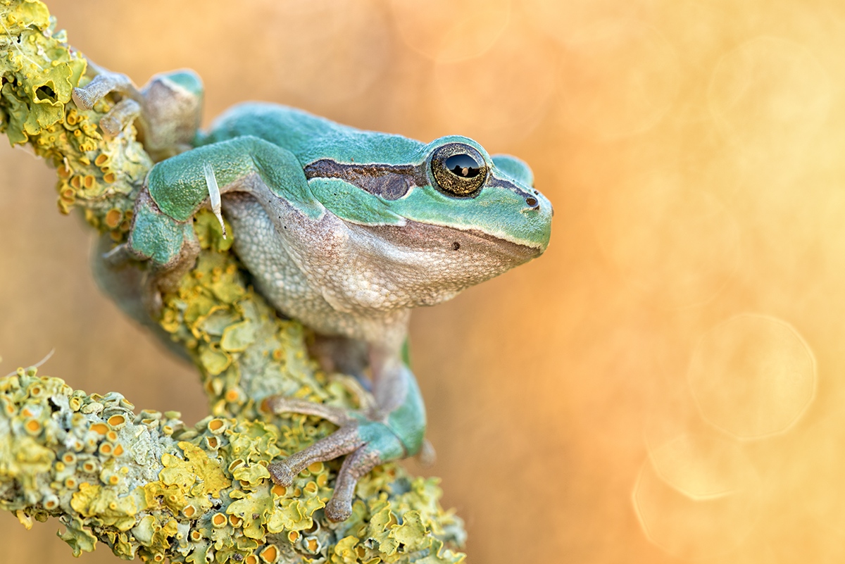 Hyla arborea