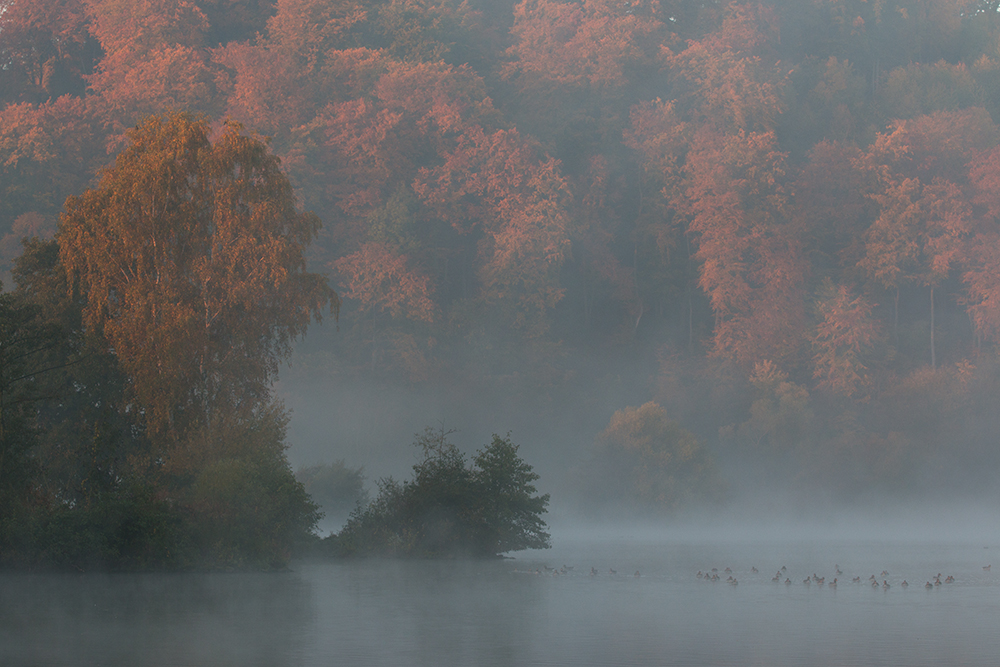 Herbstfarben von der Ruhr III