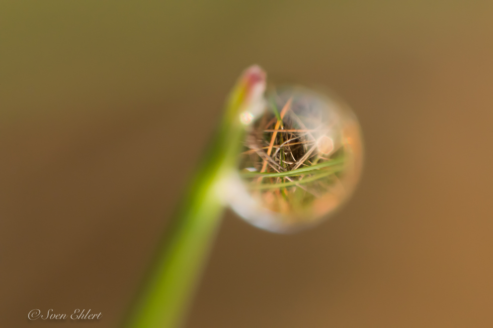 Wasserperle "Lupeneffekt"