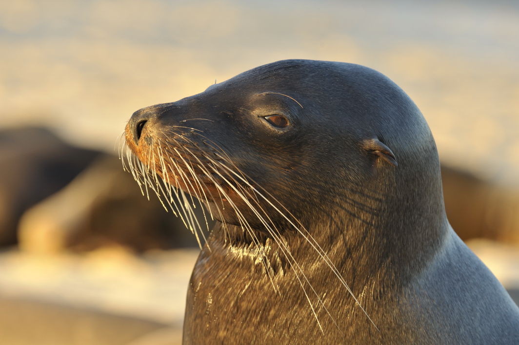 nicht Helgoland