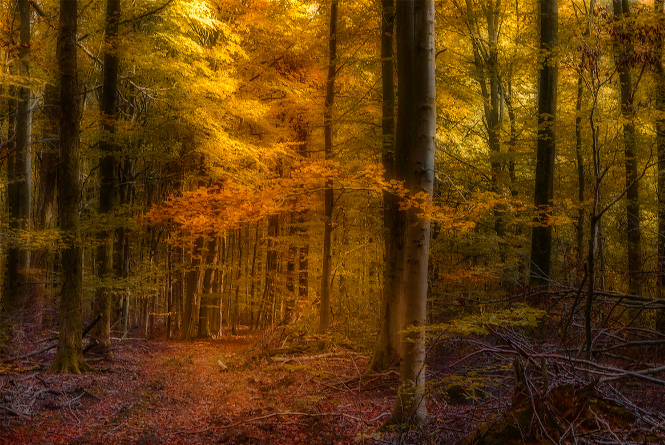 Herbstwald