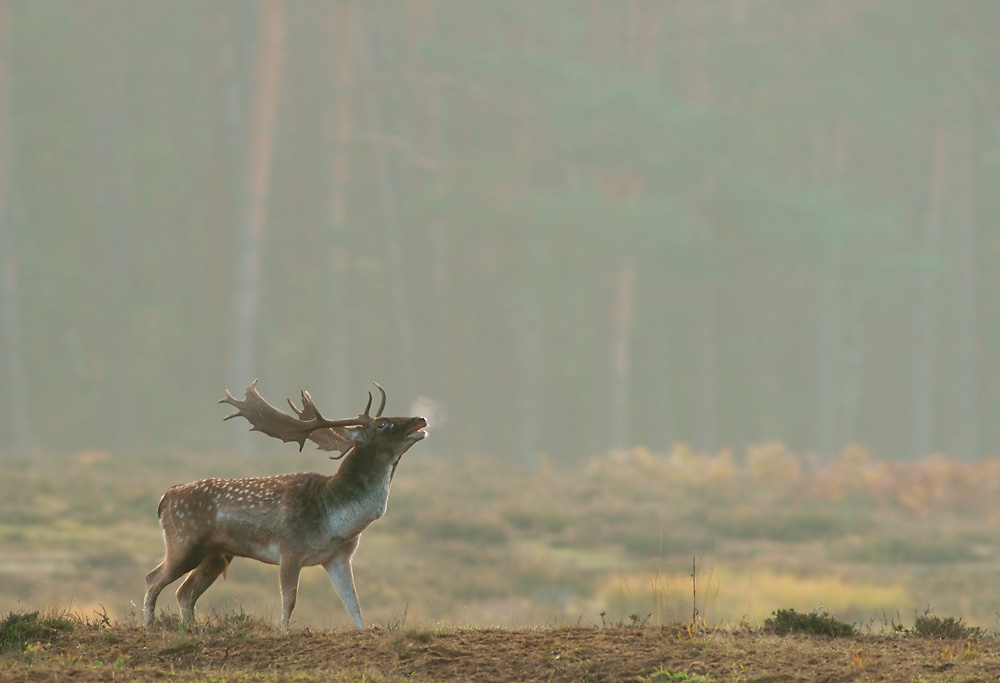 Damhirsch beim ...