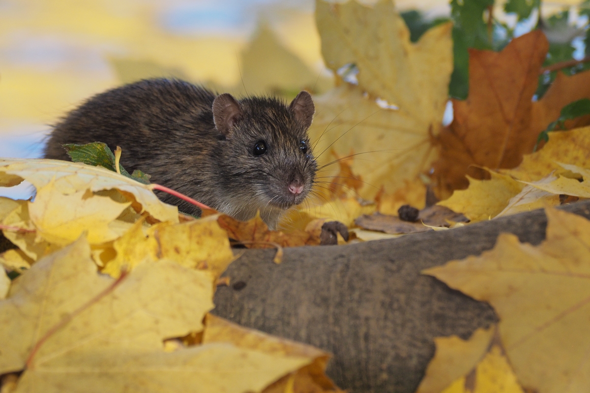 Zufällige Begegnung im Stadtpark