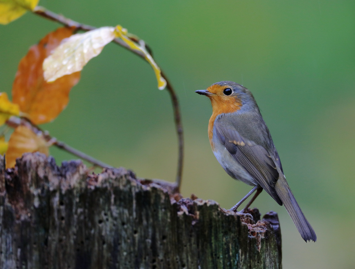 Herbstkehlchen, nass...