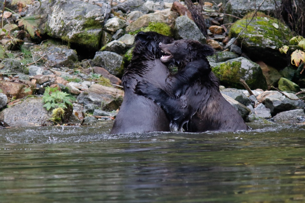 Zwei junge Grizzlies beim Kräftemessen