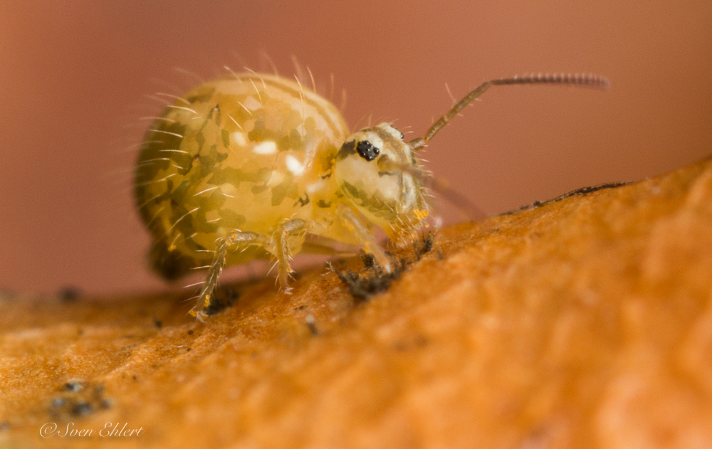 Kugelspringer (Sminthurus_cf_viridis) Körpermaß stolze 1mm