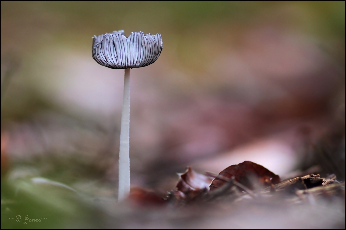 herrlicher November