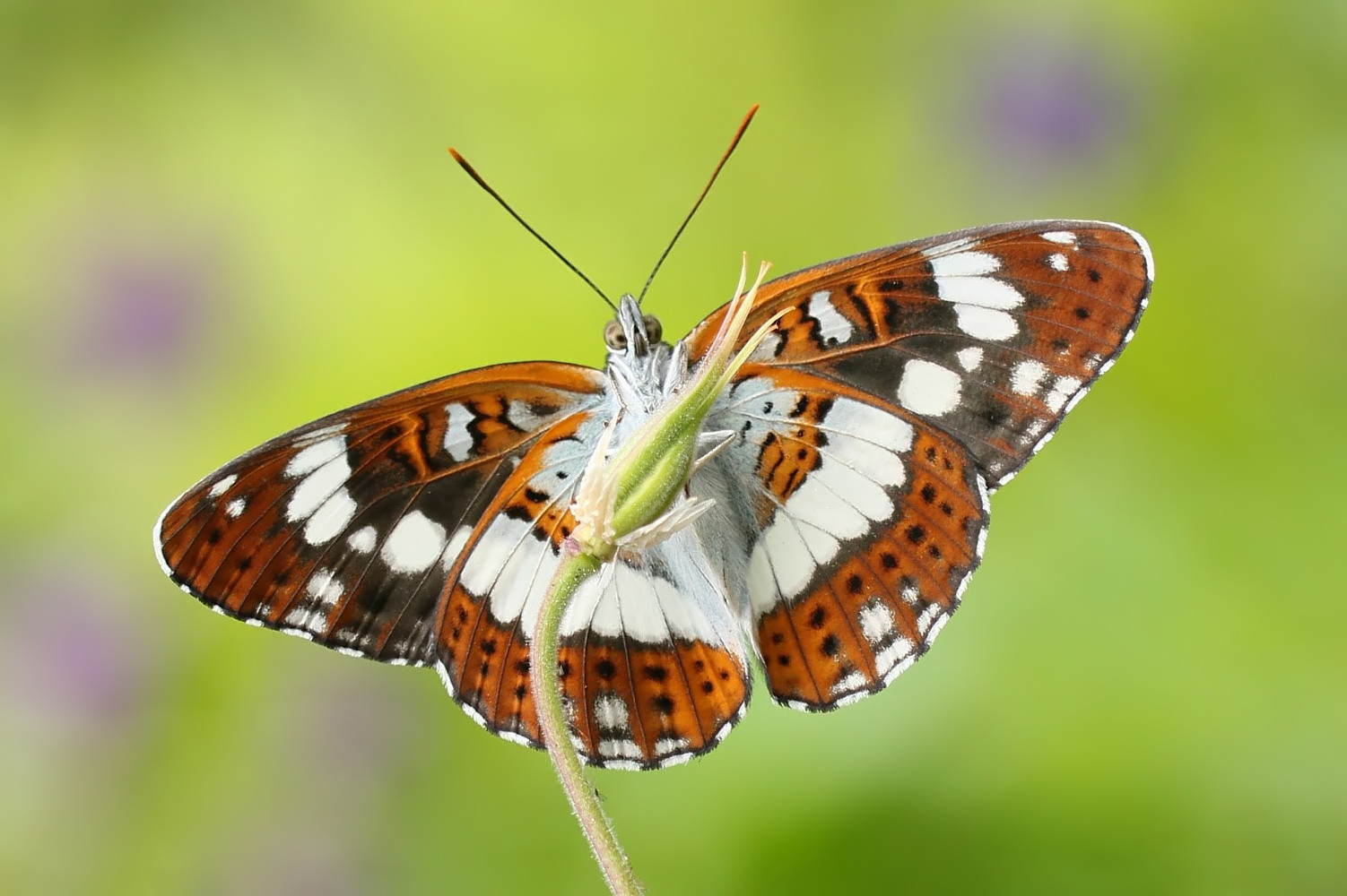 Kleiner Eisvogel (Limenitis camilla)