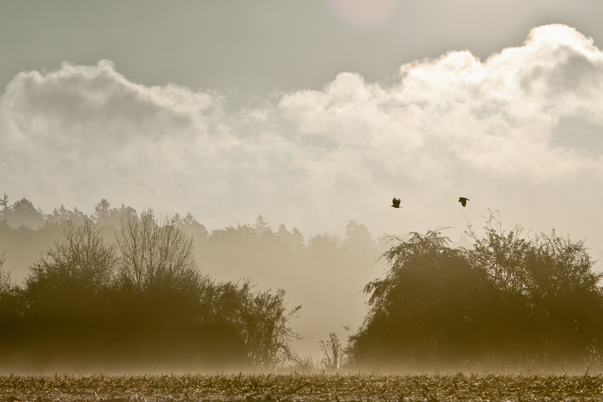 Novembermorgen