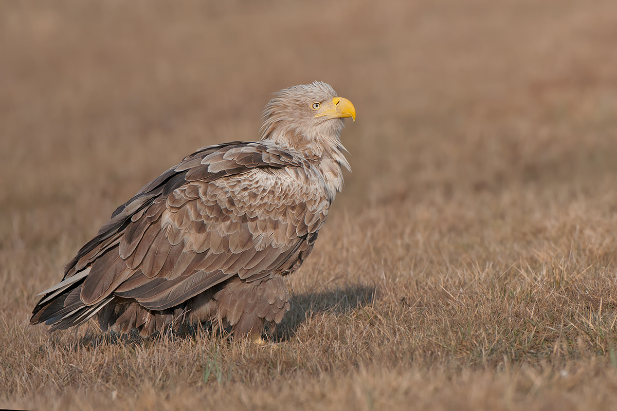 Altvogel