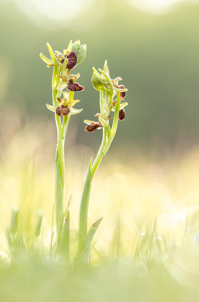 Ophrys sphegodes