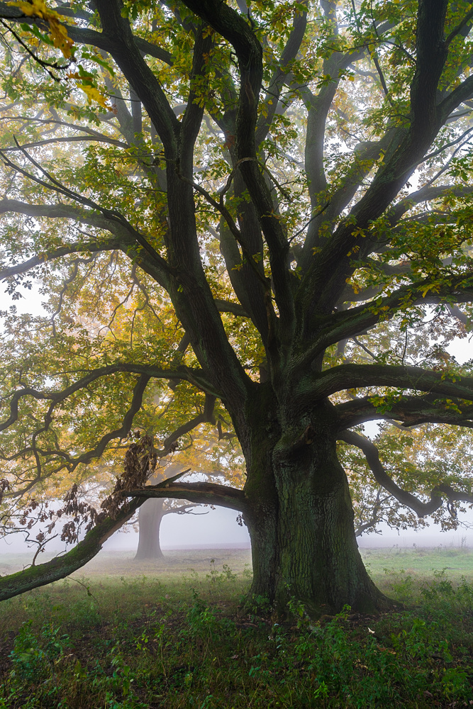 Herbstliche Arme