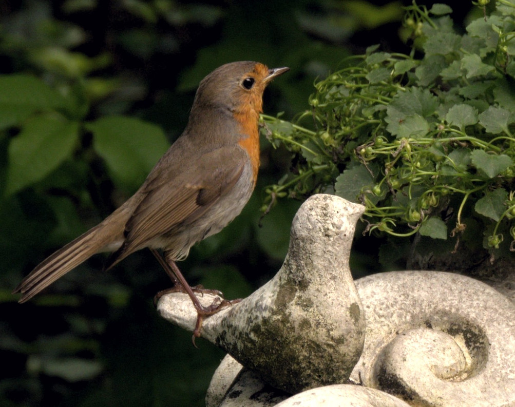 An der alten Vogeltränke