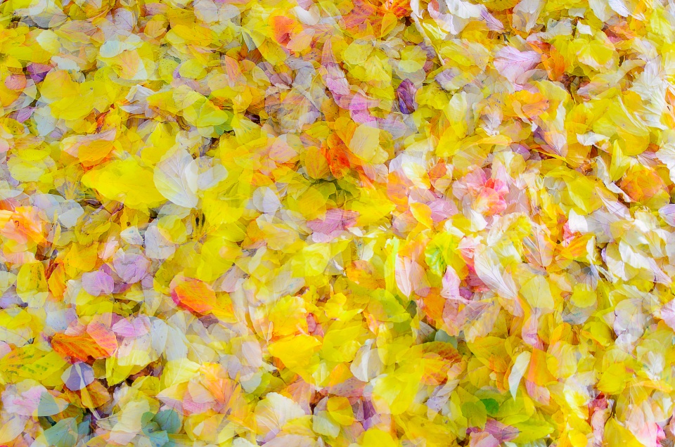 Herbstbonbons ...