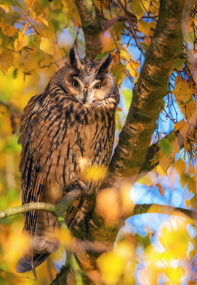 "Golden Owl"