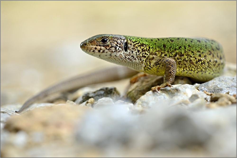 Lacerta viridis