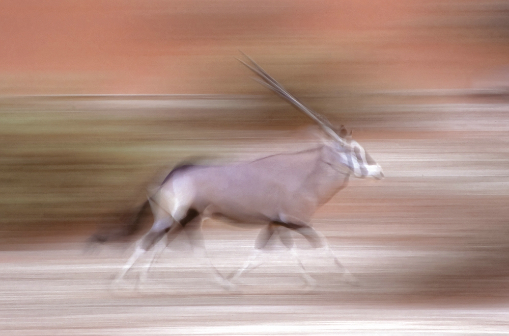 Oryxantilope