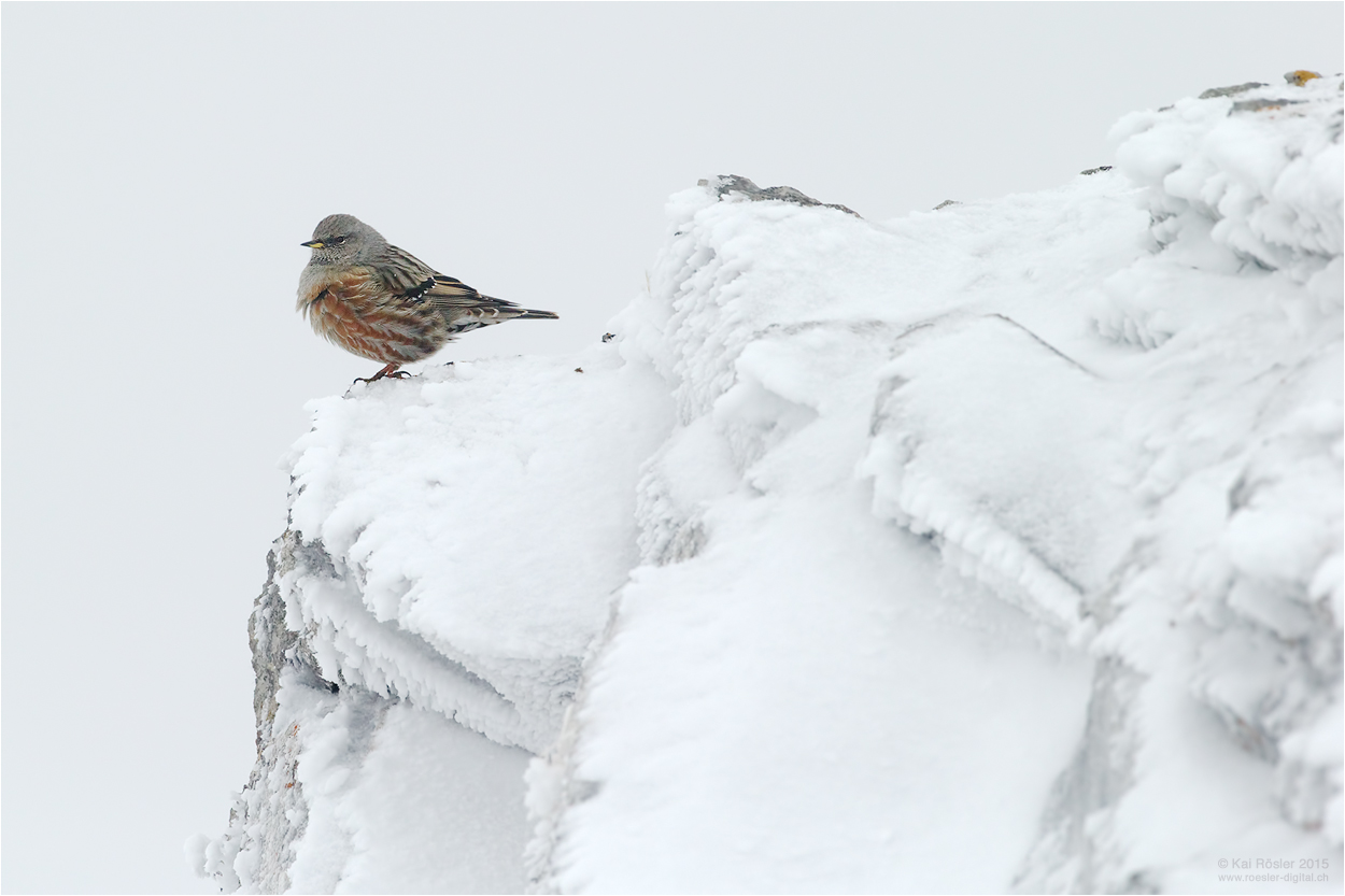 Eis, Schnee und Alpenbraunelle