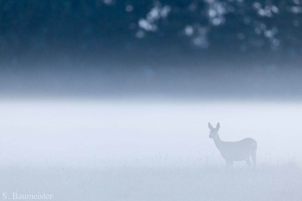 Reh im Nebel