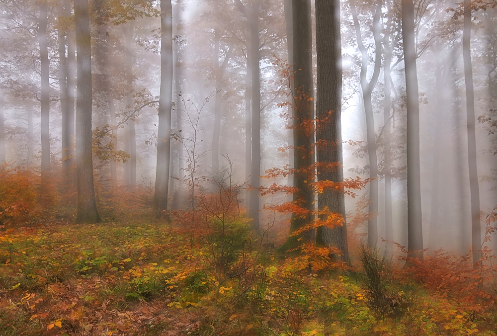 Eichen und Buchen im Nebel