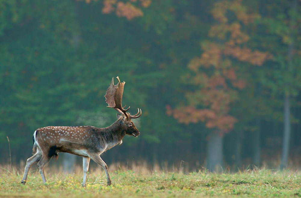 Damhirsch