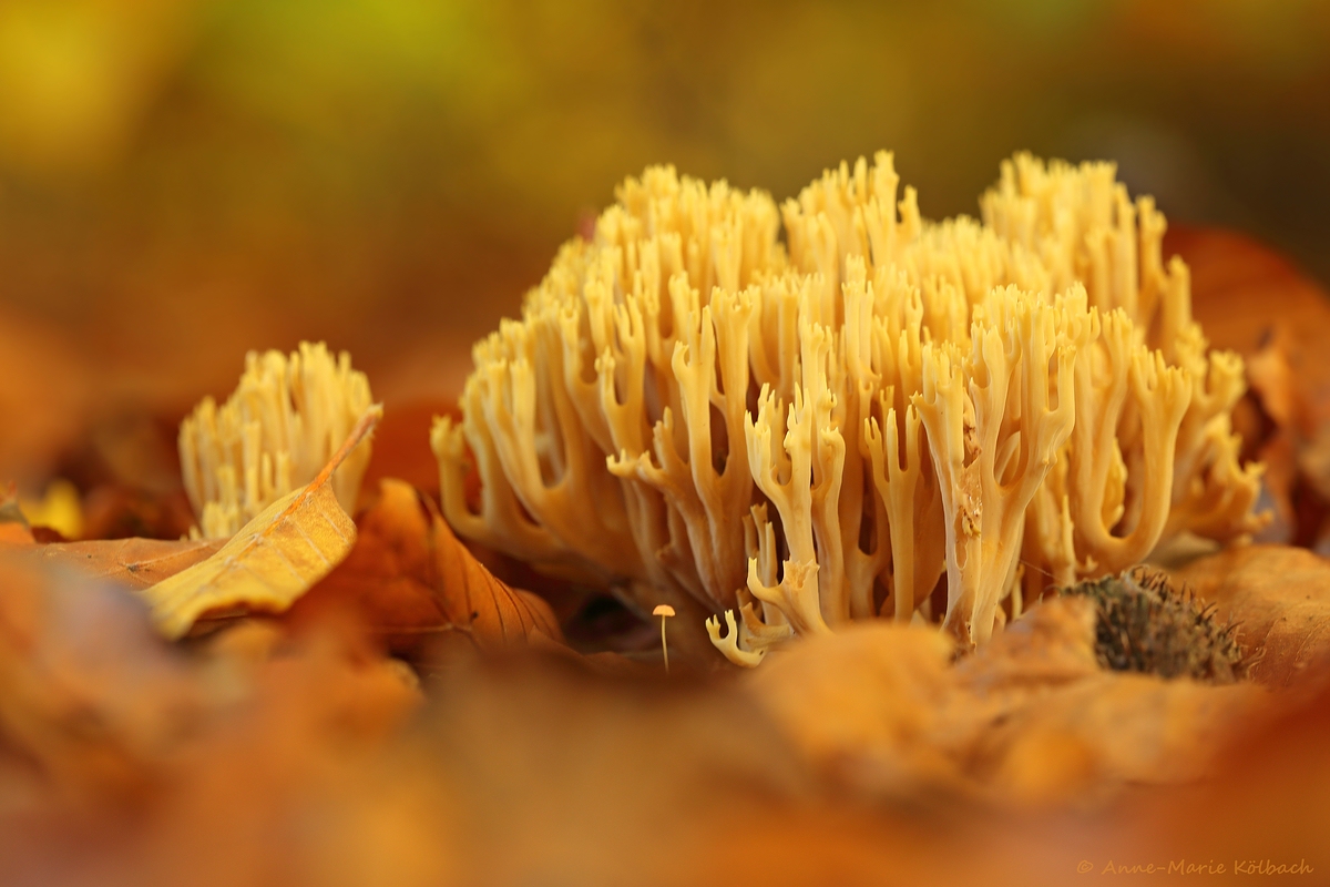 Korallenpilz im herbstlichen Buchenlaub