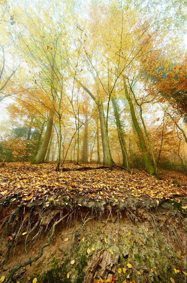 Herbstwald