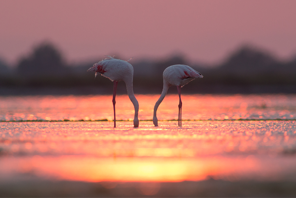 Abend in der Camargue