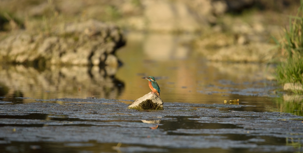 Der Wächter