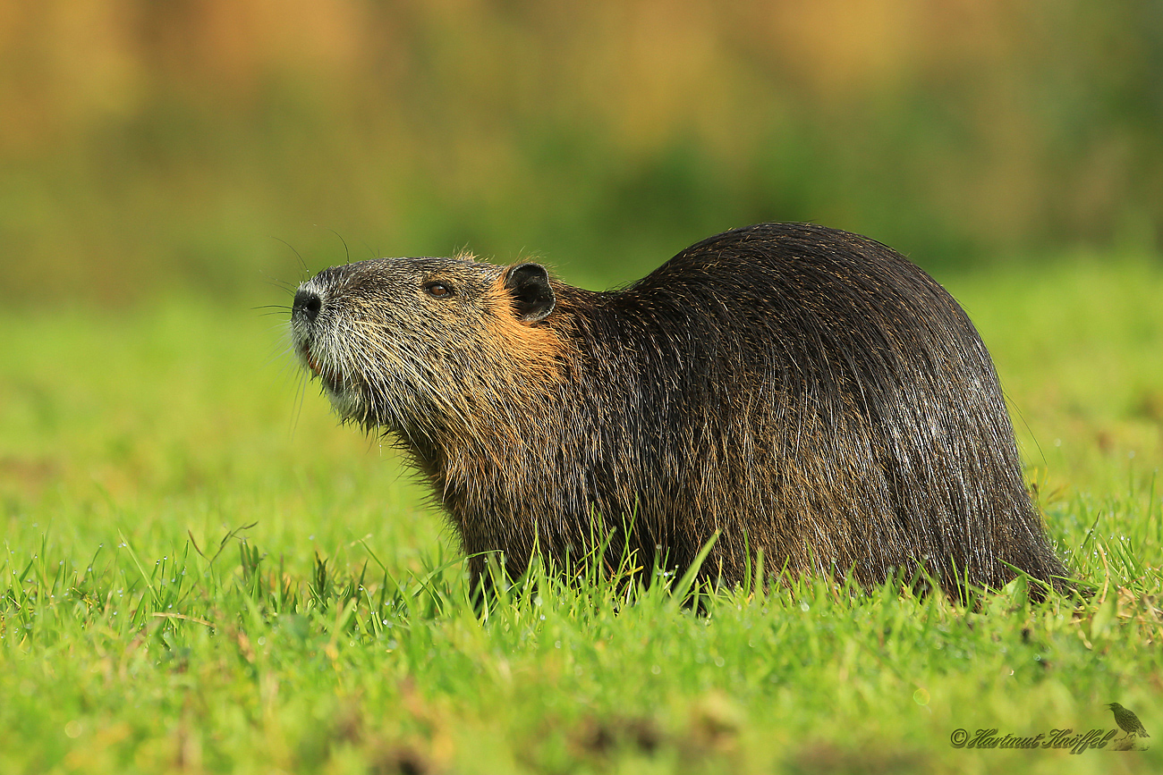 Nutria