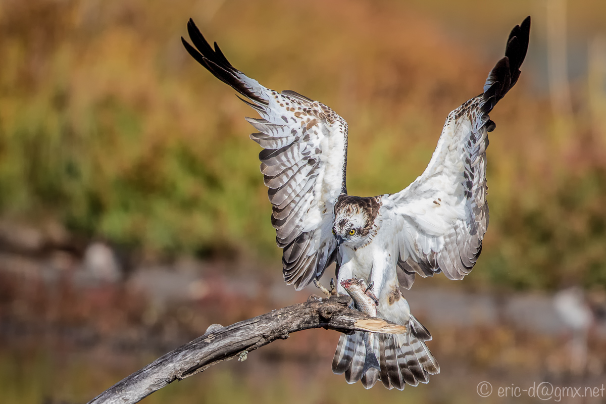 Der Adler landet (2)