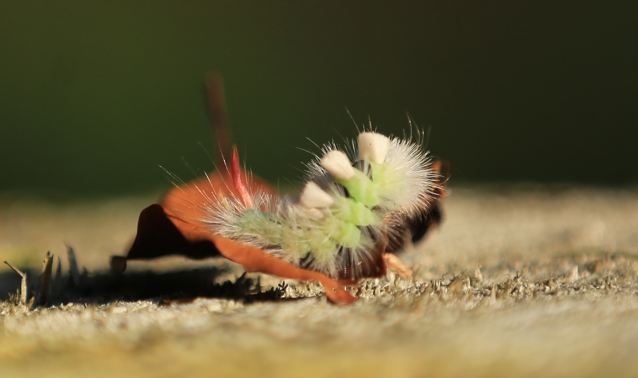 Raupe des Buchenstreckfuß