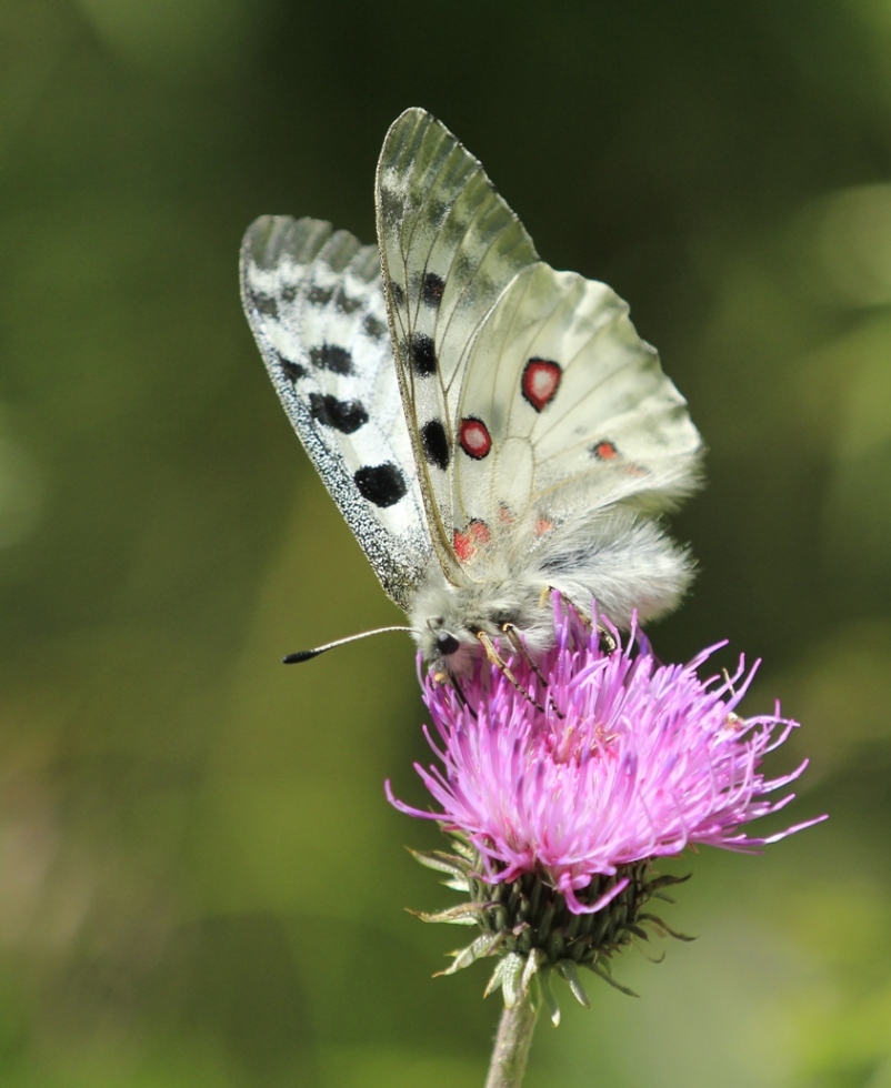 Großer Alpenapollo