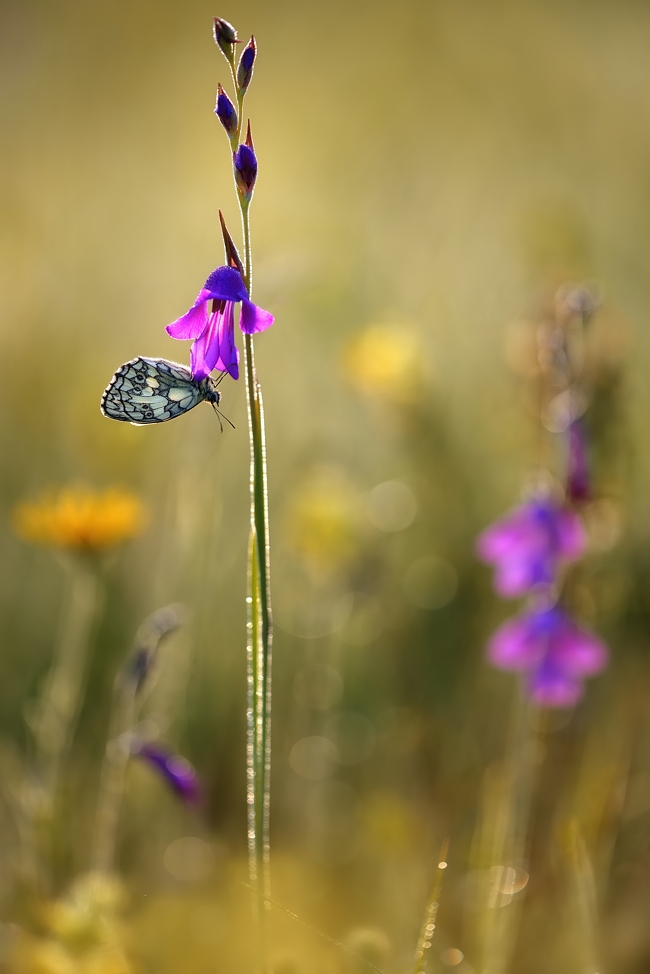 Sumpfgladiole mit Schlafgast