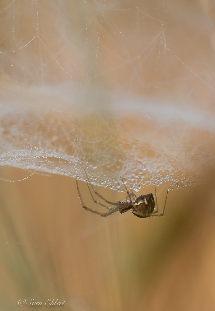 Himmelbettspinne