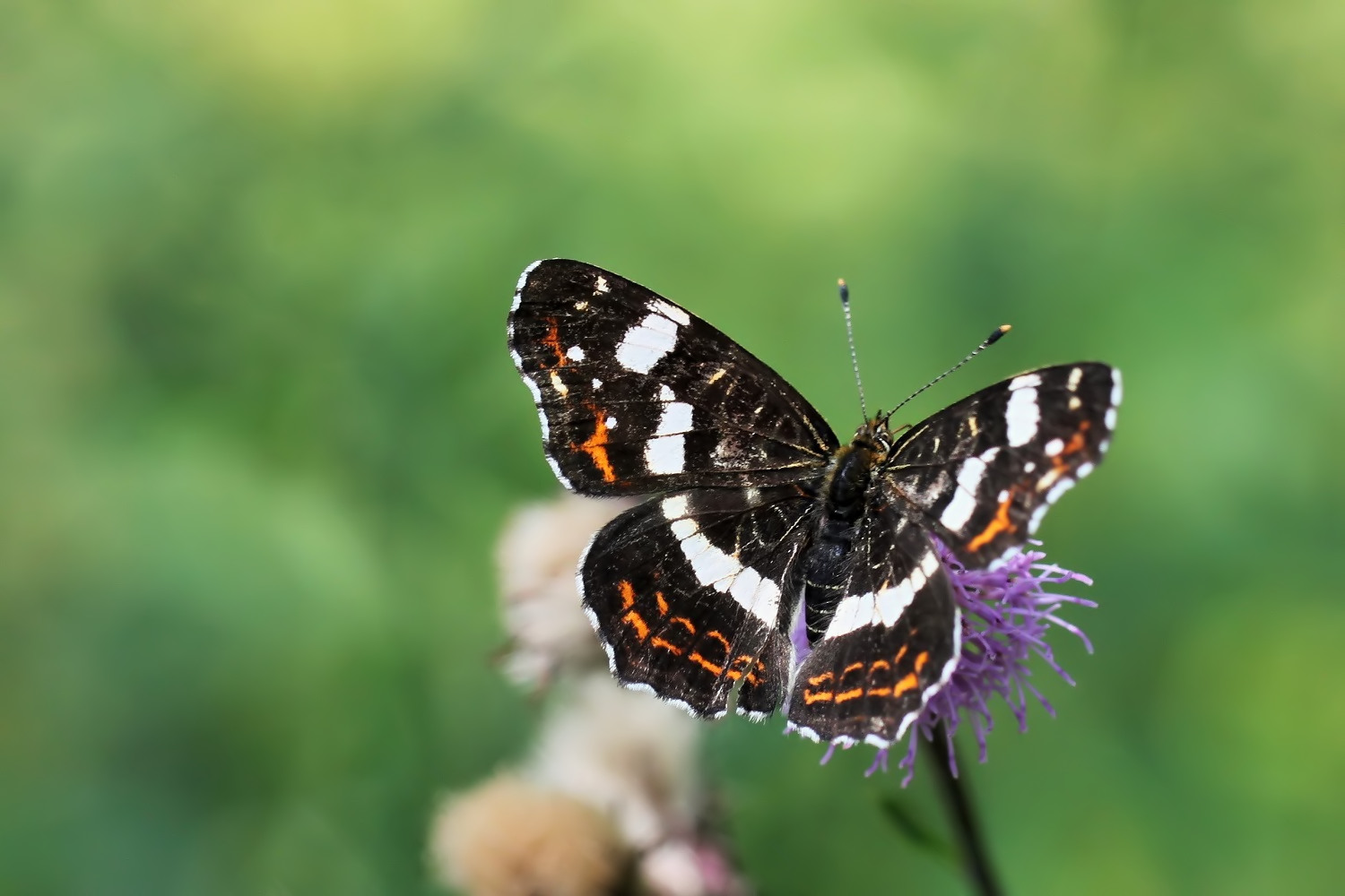 Landkärtchen (Araschnia levana)