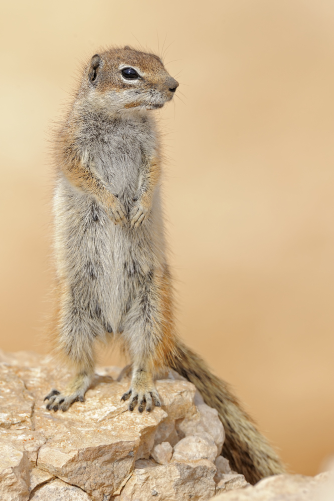 Nordafrikanisches Borstenhörnchen