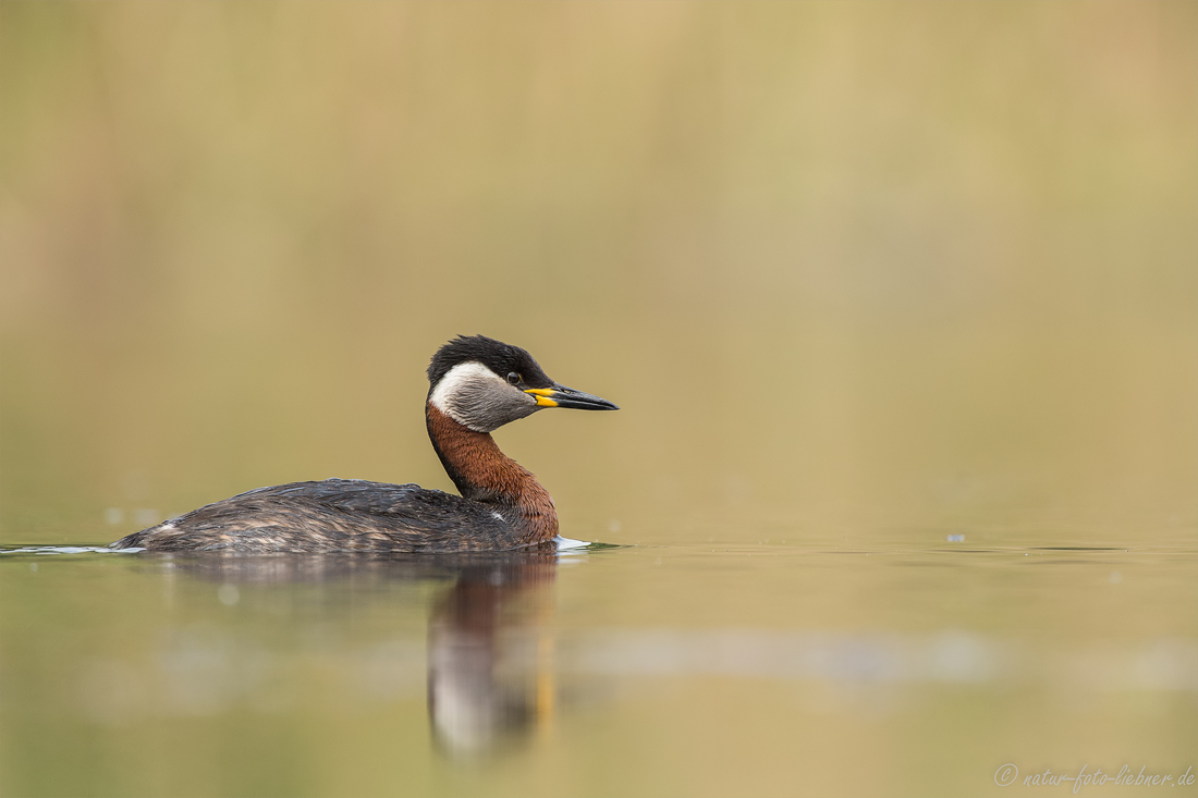 Rothalstaucher (Podiceps grisegena)