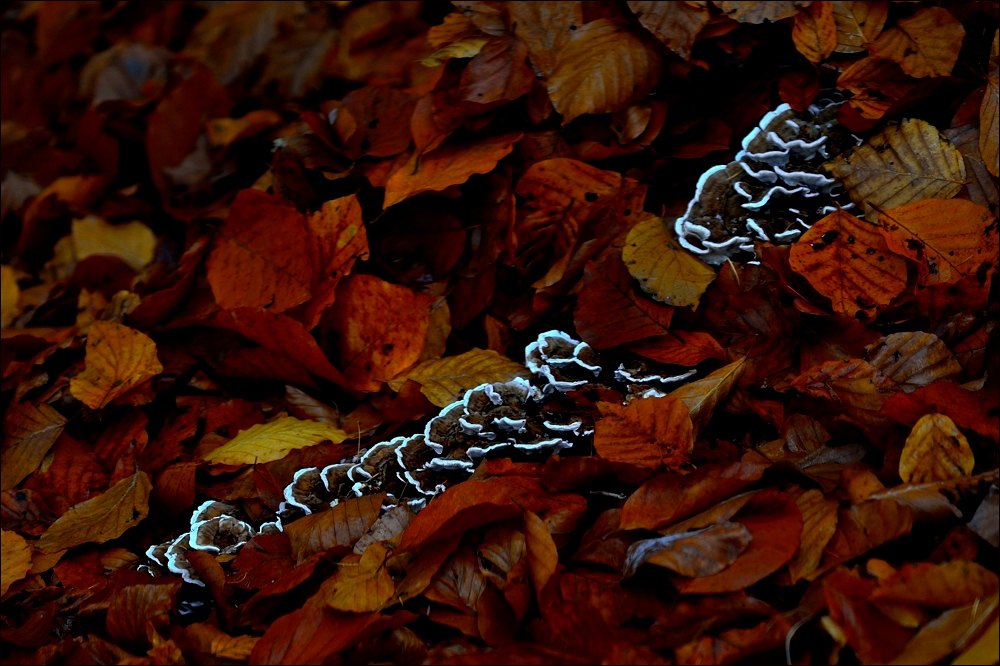 - Versteckt im Herbstlaub -