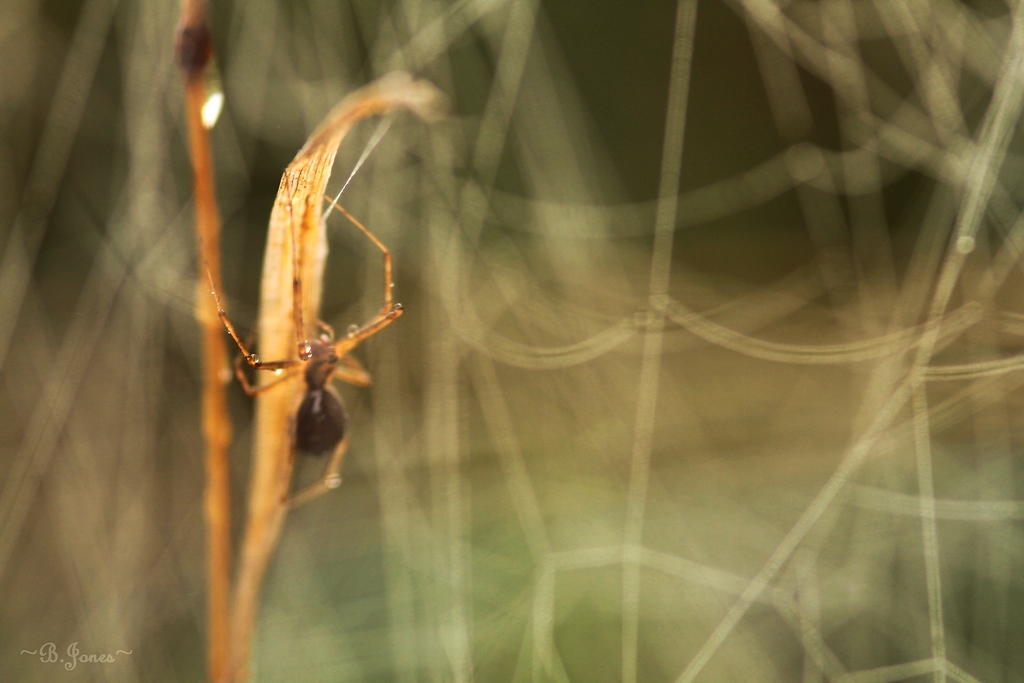 ~spiders home~