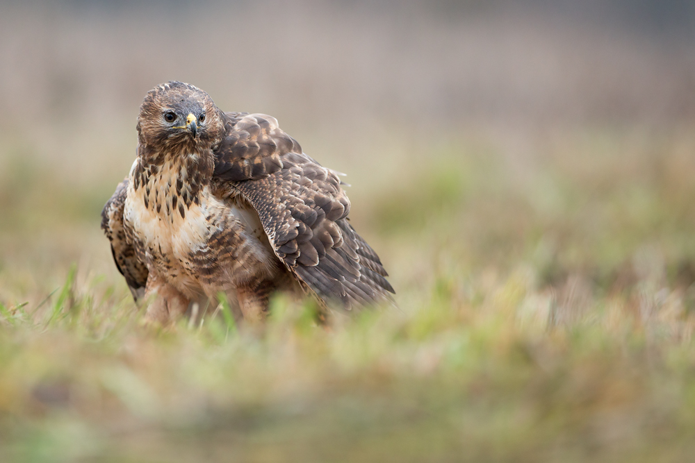 Mäusebussard