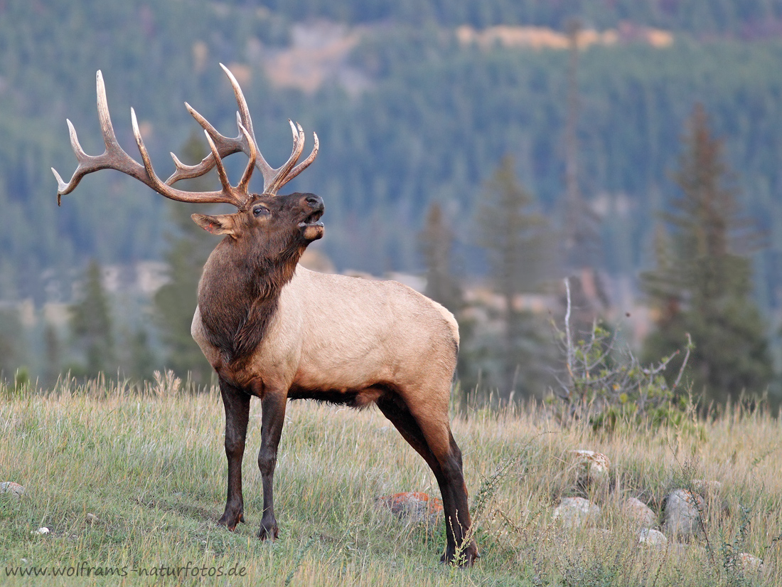 Wapiti