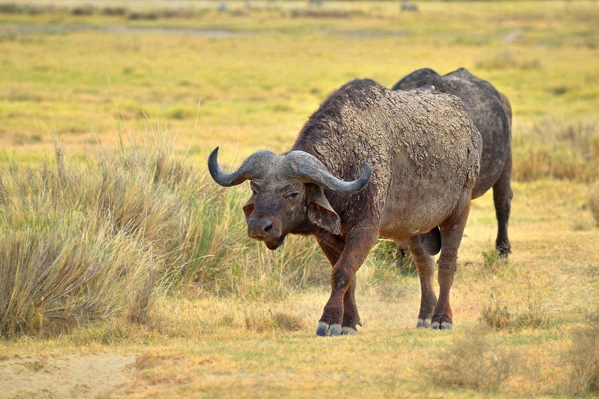 Afrikanischer Büffelbulle