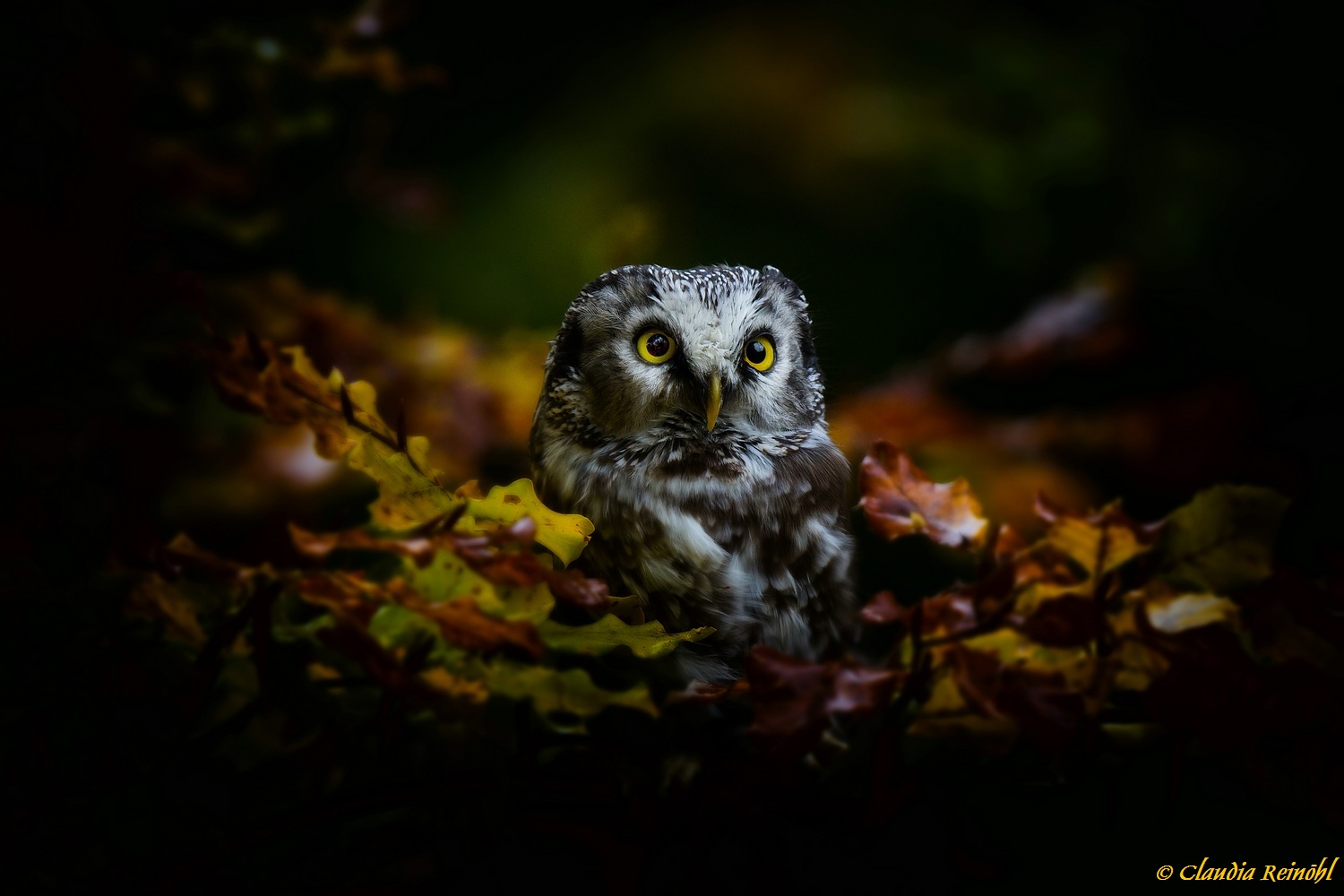 Herbst-Kauz