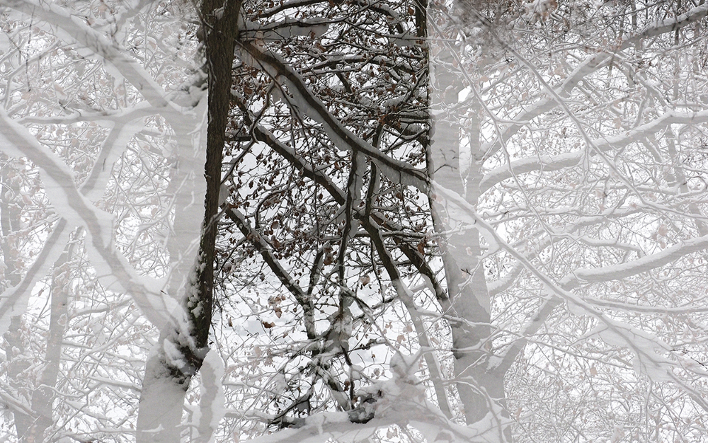 Wald im Stamm