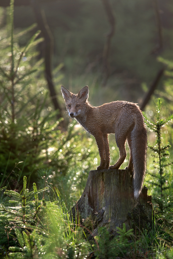 Fuchs im Gegenlicht